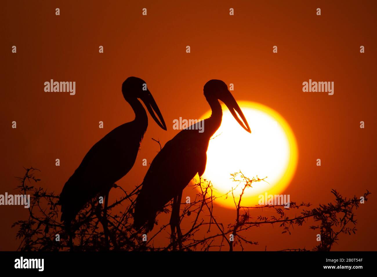 Silhouette zweier Vögel gegen die orangefarbene untergehende Sonne Stockfoto