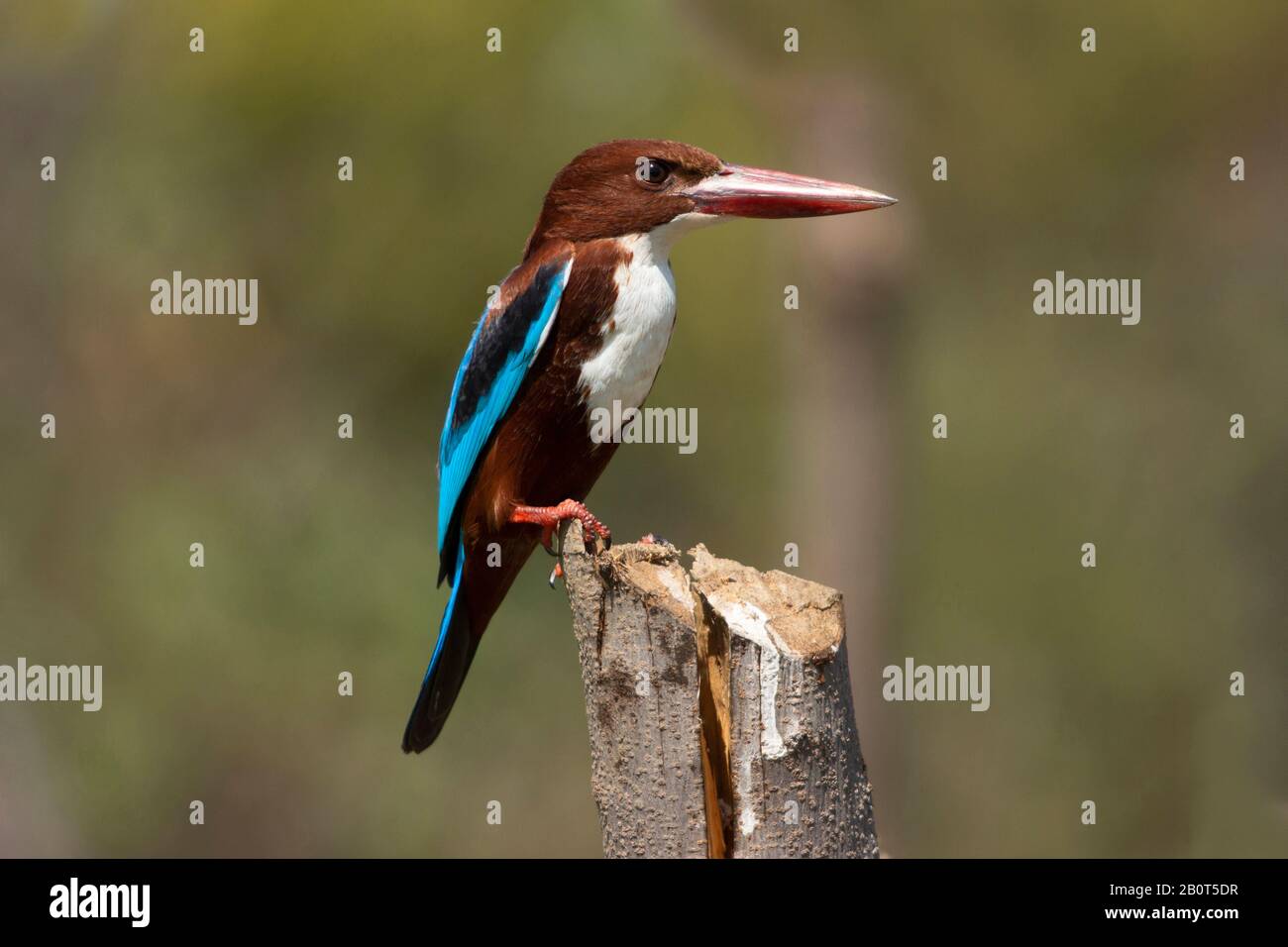 Gemeinsamer Kingfisher, Alcedo atthis, Indien Stockfoto