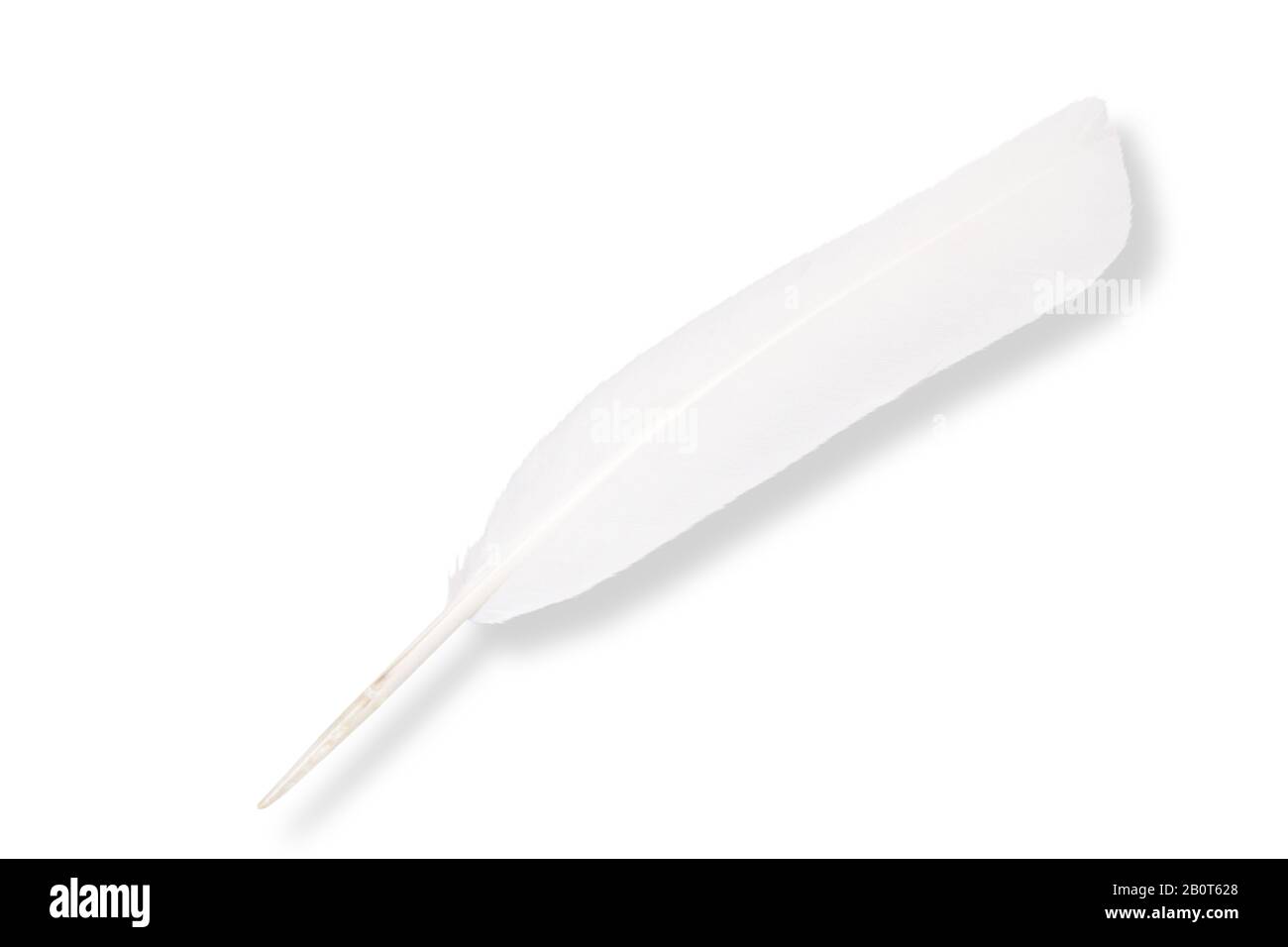 weiße Feder isoliert auf weißem Hintergrund Stockfoto