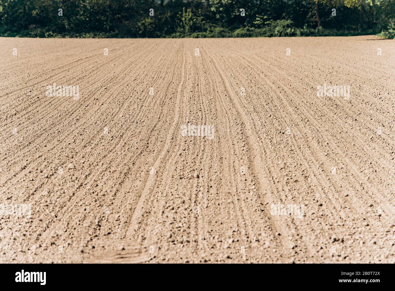 Gepflügte Feld unter einem blauen Himmel. Ein von den Furchen, von Bäumen gesäumten Feld. Stockfoto