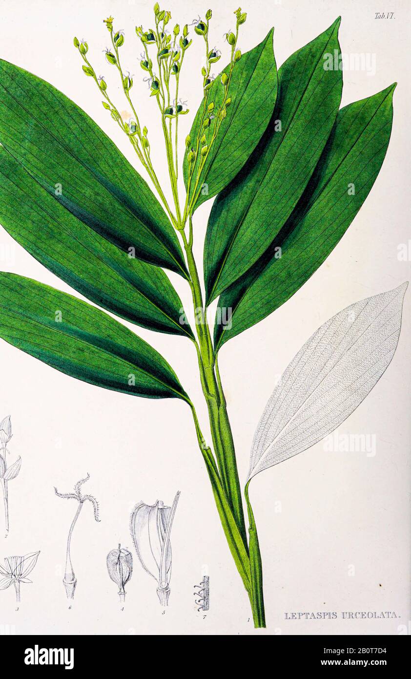 Leptaspis urceolata aus dem 19. Jahrhundert Manuskript 'Plantae Javanicae rariores, descriptae iconibusque illucatae, quas in insula Java, annis 1802-187' (Java-Pflanzen, Beschreibung der Pflanzen auf der Insel Java) von Horsfield, Thomas, 1773-1859 Veröffentlicht in lateinischer Sprache in London im Jahr 1838 Stockfoto
