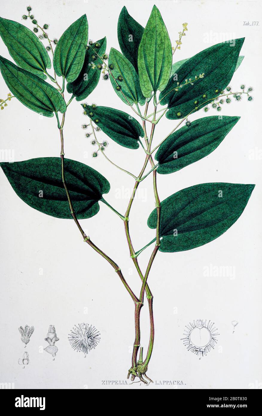 Zippelia lappacea aus dem 19. Jahrhundert Manuskript "Plantae Javanicae rariores, descriptae iconibusque illucatae, quas in insula Java, annis 1802-187" (Java-Pflanzen, Beschreibung der Pflanzen auf der Insel Java) von Horsfield, Thomas, 1773-1859 Veröffentlicht in lateinischer Sprache in London im Jahr 1838 Stockfoto