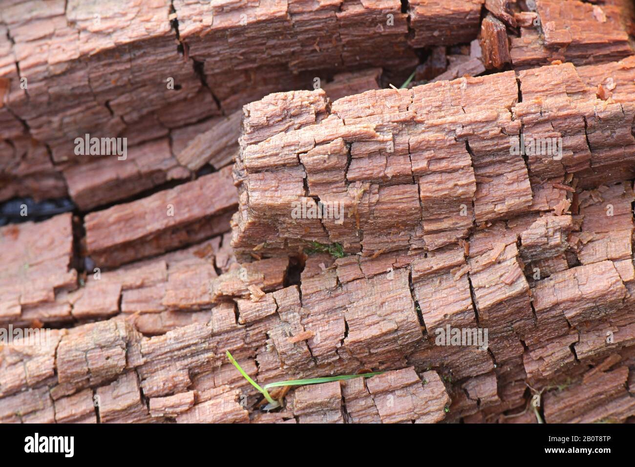 Braunfäule-Pilz zerbrach Hemizellulose und Zellulose und zeigt den typischen kubischen Bruch Stockfoto