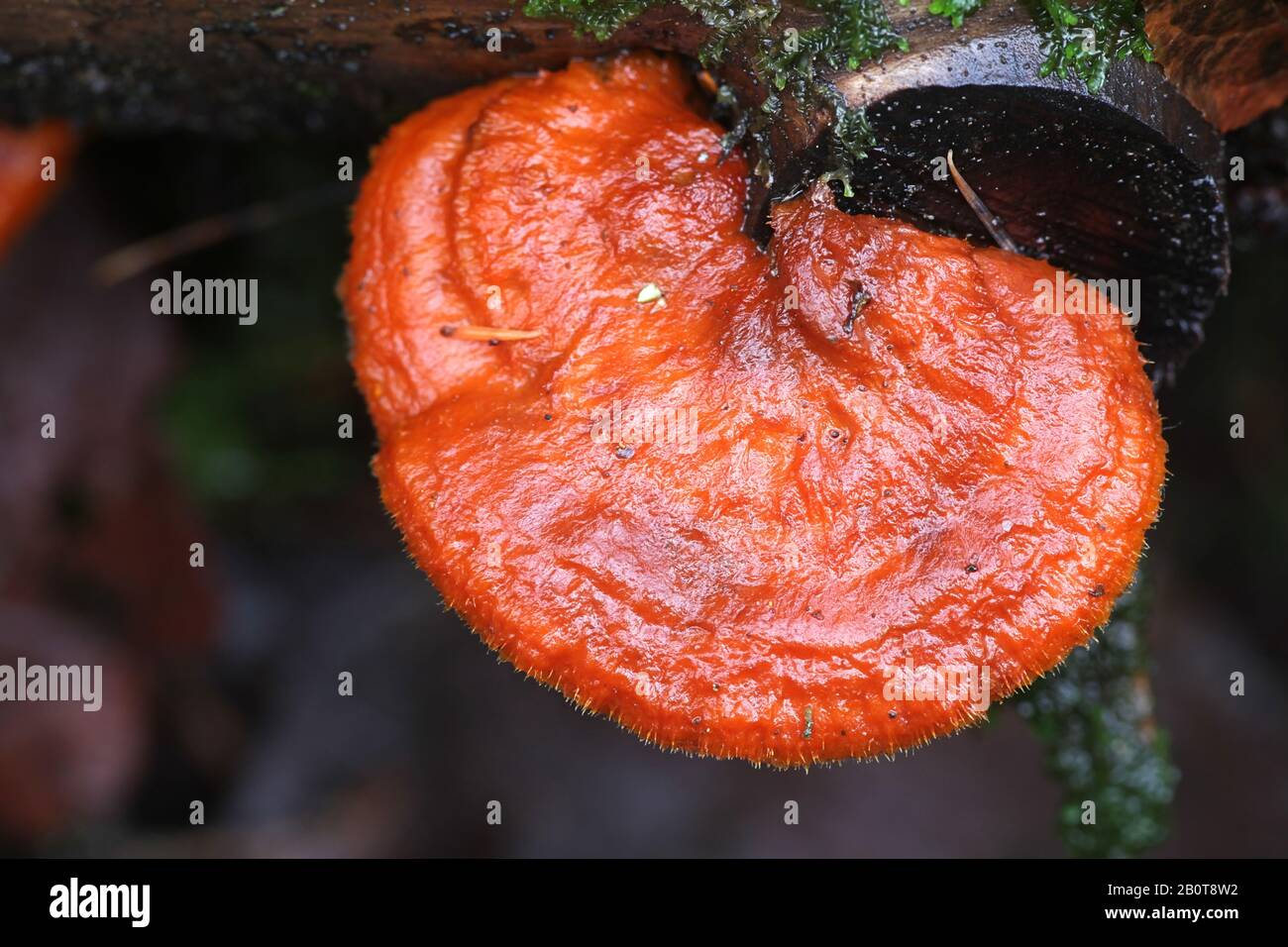 Pycnoporellus fulgens, ein Brackepilz aus Finnland ohne geläufige englische Bezeichnung Stockfoto