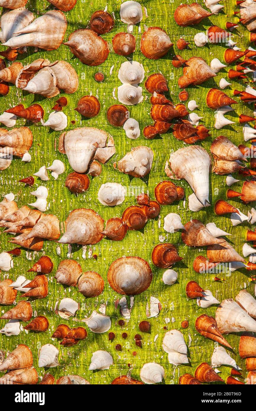 Ceiba speciosa, ornamentales, stachelig-fettes, dorniges Stammbaummexcant in Zypern. Stockfoto