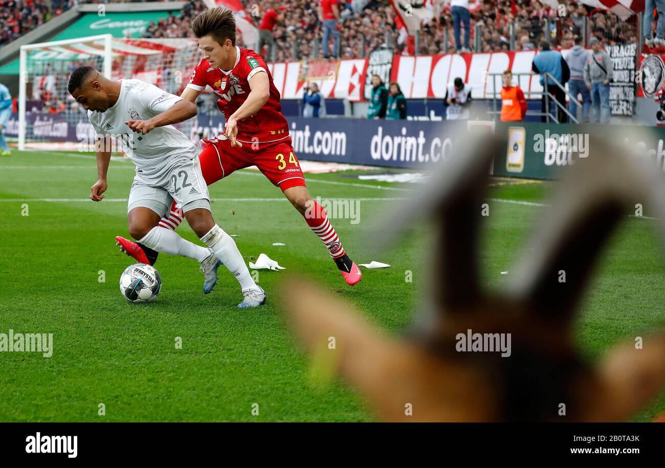 Köln, Deutschland, RheinEnergieStadion, 16. Februar 2020: Maskottchen Hennes blickt auf einen Kampf zwischen Serge Gnabry von München und Noah Katterbach von Köln duri Stockfoto