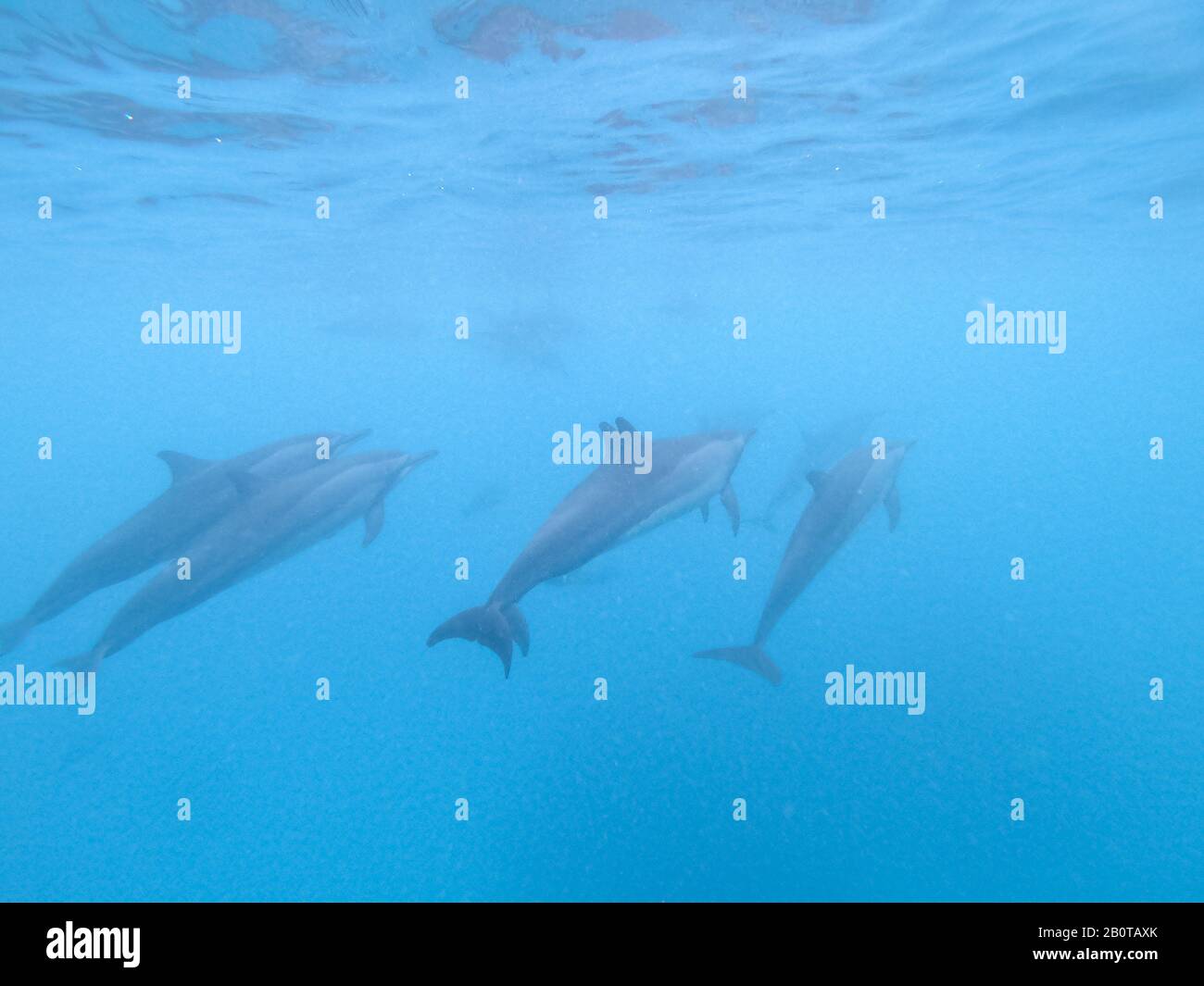 Delfine, die im blauen Wasser in der Nähe der Mafushi-Insel, Malediven, spielen Stockfoto