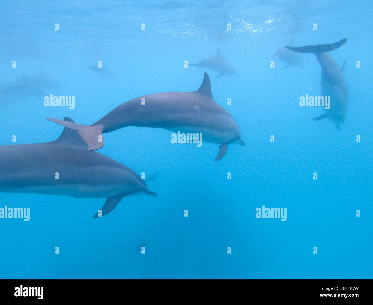 Delfine, die im blauen Wasser in der Nähe der Mafushi-Insel, Malediven, spielen Stockfoto