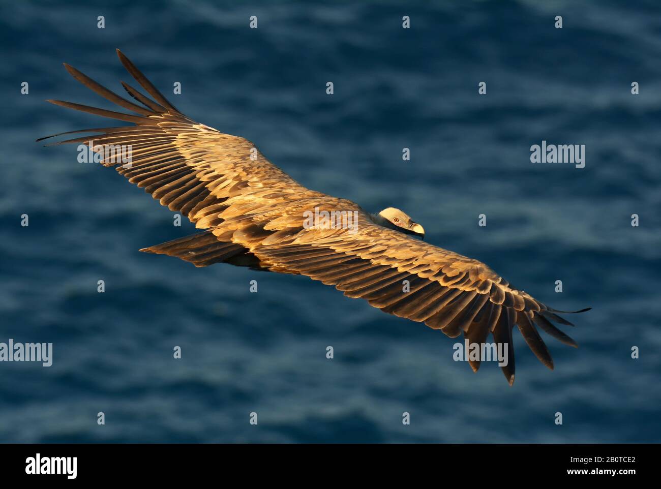 Eleganter Glider-Show-Off im Himmel Stockfoto