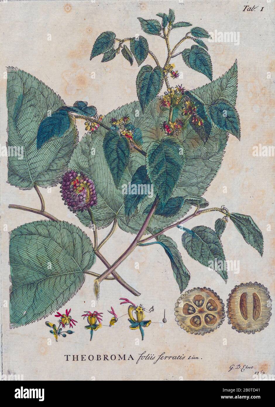 Theobroma-Gravur, handfarbener Druck von Pflanzen und Schmetterlingen aus Plantae et Papiliones rariores (seltene Pflanzen und Schmetterlinge) von Ehret, Georg Dionysius, 1708-1770 Veröffentlicht 1748 in London Stockfoto