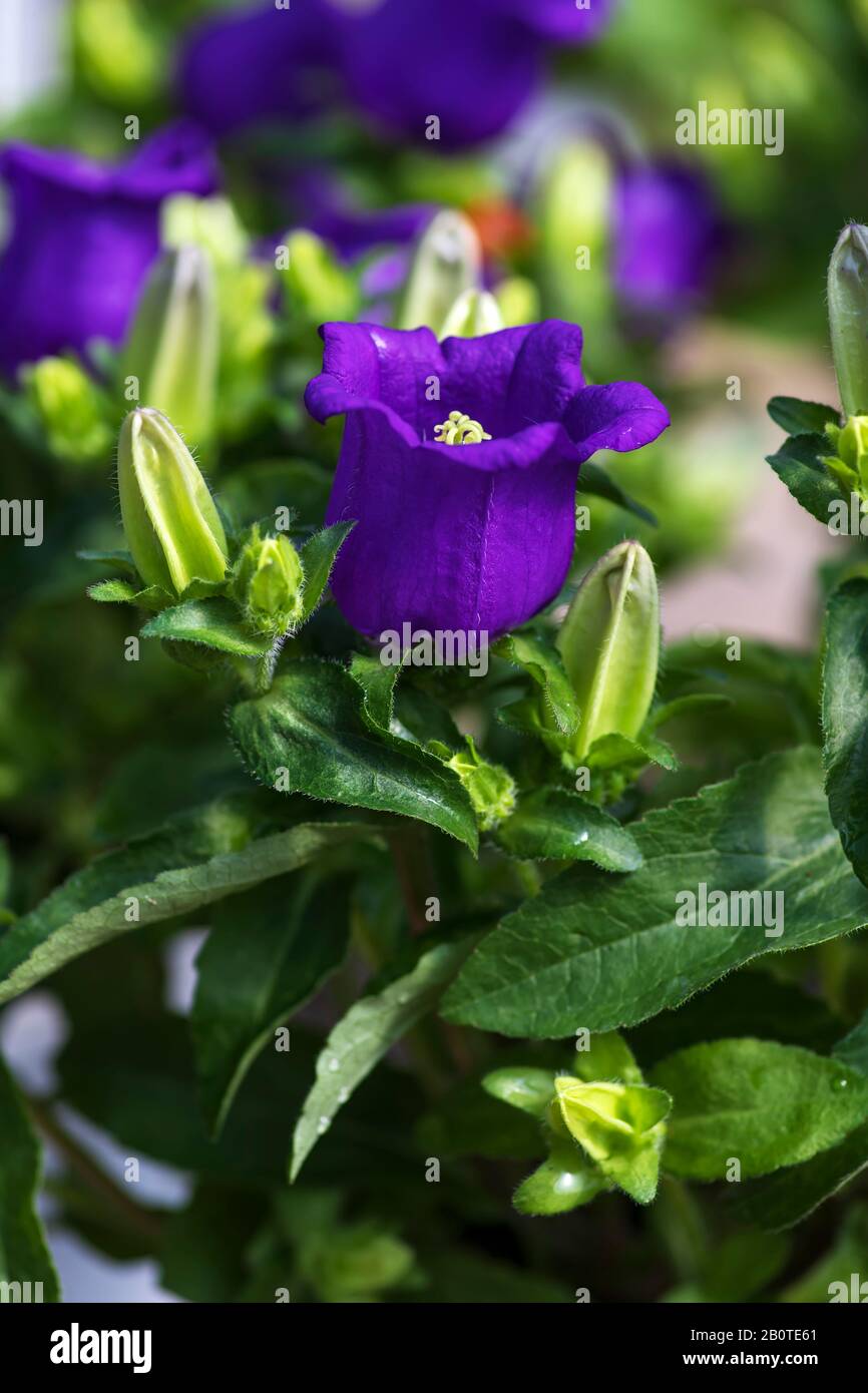 Violette Blume aus Campanula Medium, Canterbury-Glocken unter grünem Laub in der Nähe Stockfoto