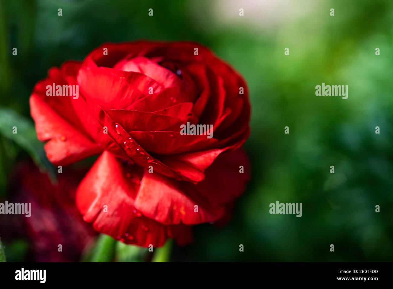 Rote Ranunculus asiaticus blühen mit Taupupfen an den Kronblättern dicht oben Stockfoto