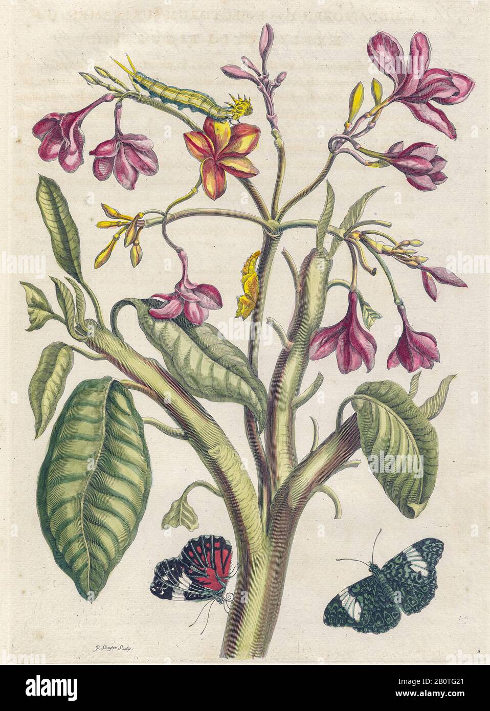 Plumeria aus Metamorphosis insectorum Surinamensium (Surinam-Insekten) ein handfarbenes Buch aus dem 18. Jahrhundert von Maria Sibylla Merian, das 1719 in Amsterdam veröffentlicht wurde Stockfoto