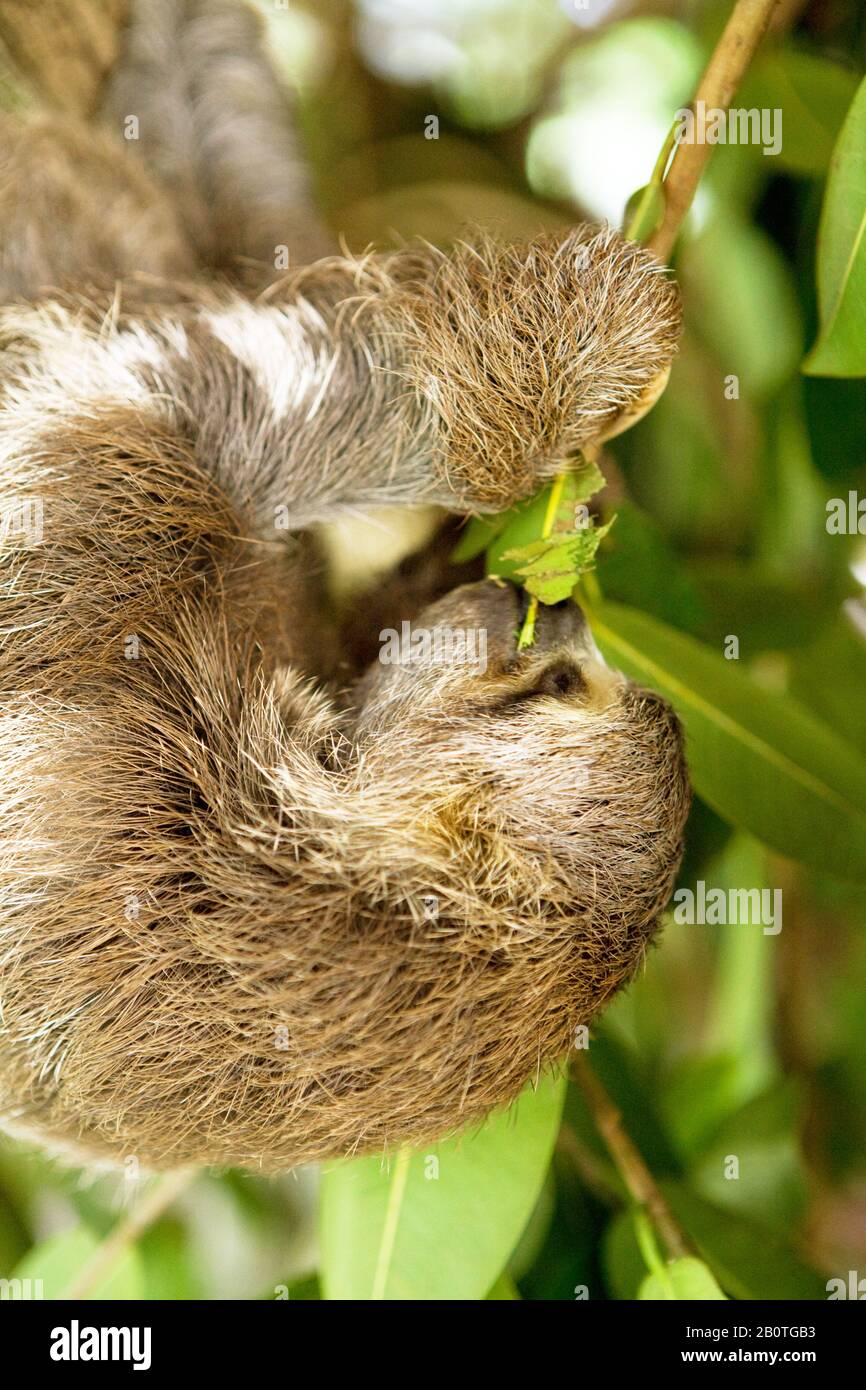 Preguiça-comum se alimentando de folhas de figueira, (Bradypus variegatus), Bug Faulheit, Faulheit-commonm, Bahia, Brasilien Stockfoto