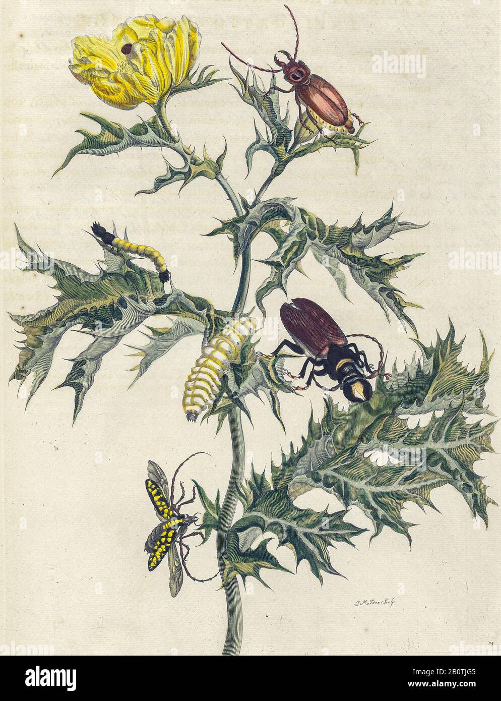 Käferpflanze und Schmetterling aus Metamorphosis insectorum Surinamensium (Surinam-Insekten) ein handfarbenes Buch aus dem 18. Jahrhundert von Maria Sibylla Merian, das 1719 in Amsterdam veröffentlicht wurde Stockfoto