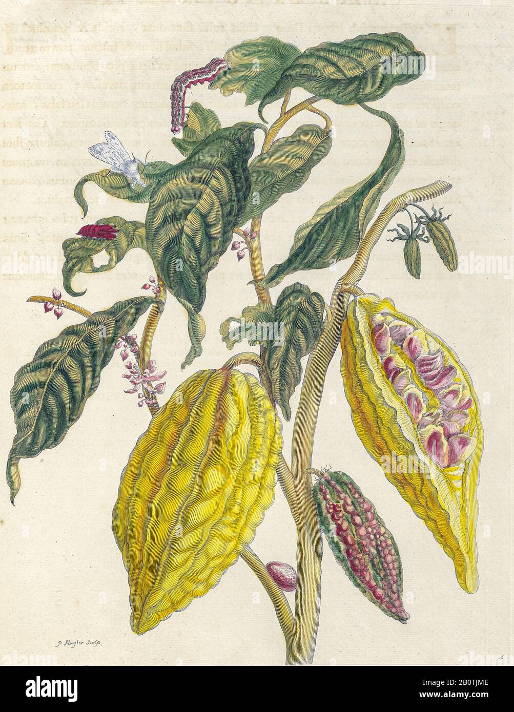 Pflanzen und Schmetterlinge aus Metamorphosis insectorum Surinamensium (Surinam-Insekten) ein handfarbenes Buch aus dem 18. Jahrhundert von Maria Sibylla Merian, das 1719 in Amsterdam veröffentlicht wurde Stockfoto