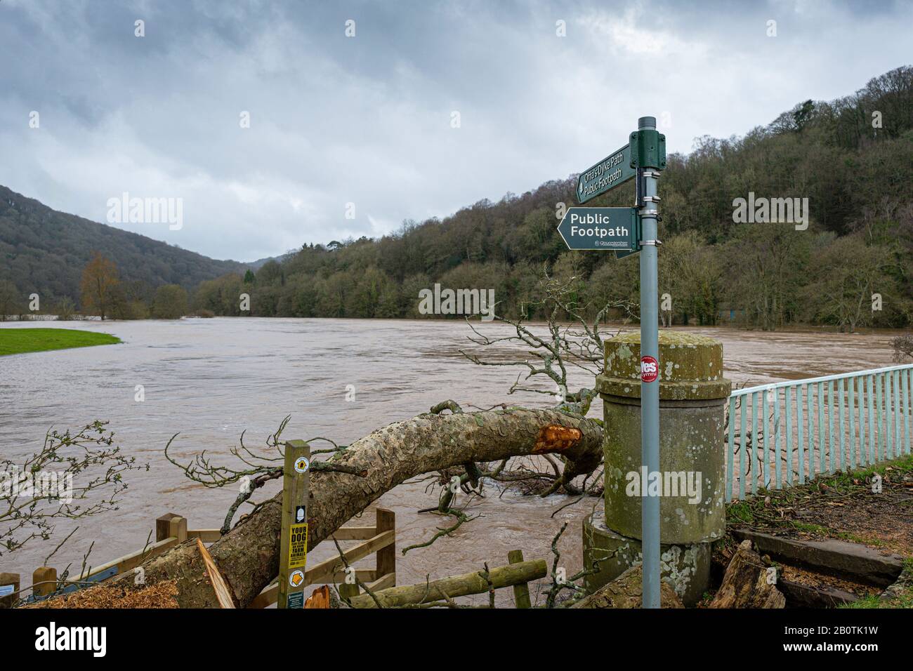 Wind fallen Baum und der Fluss Wye spaten bei Bissweir an der Grenze zu Monmouthshire - Gloucestershire. Februar 2020. Stockfoto