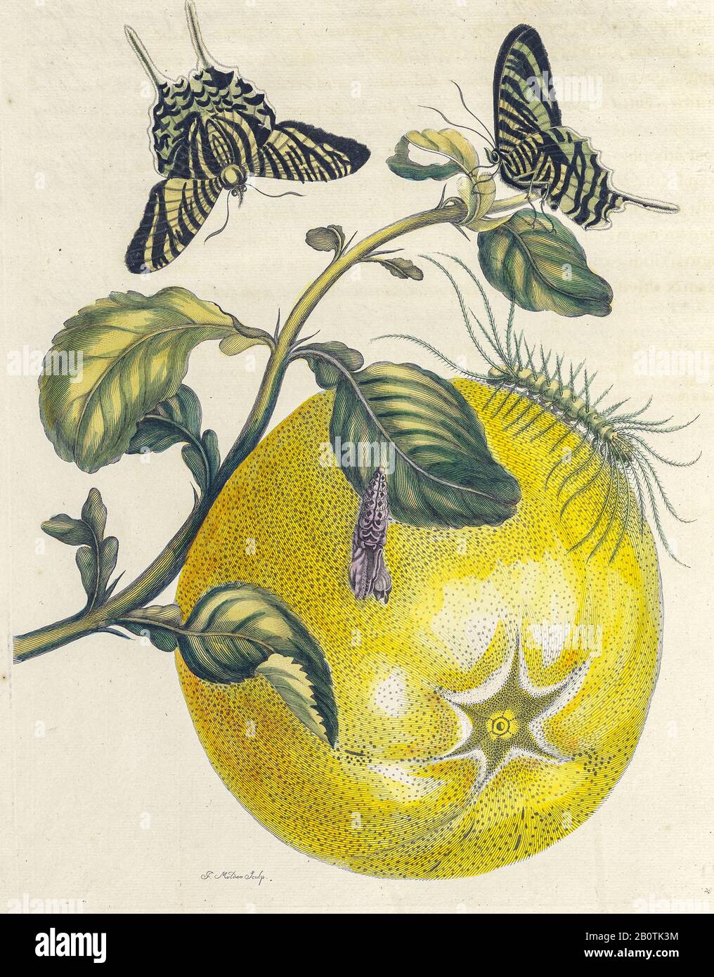Pflanzen und Schmetterlinge aus Metamorphosis insectorum Surinamensium (Surinam-Insekten) ein handfarbenes Buch aus dem 18. Jahrhundert von Maria Sibylla Merian, das 1719 in Amsterdam veröffentlicht wurde Stockfoto