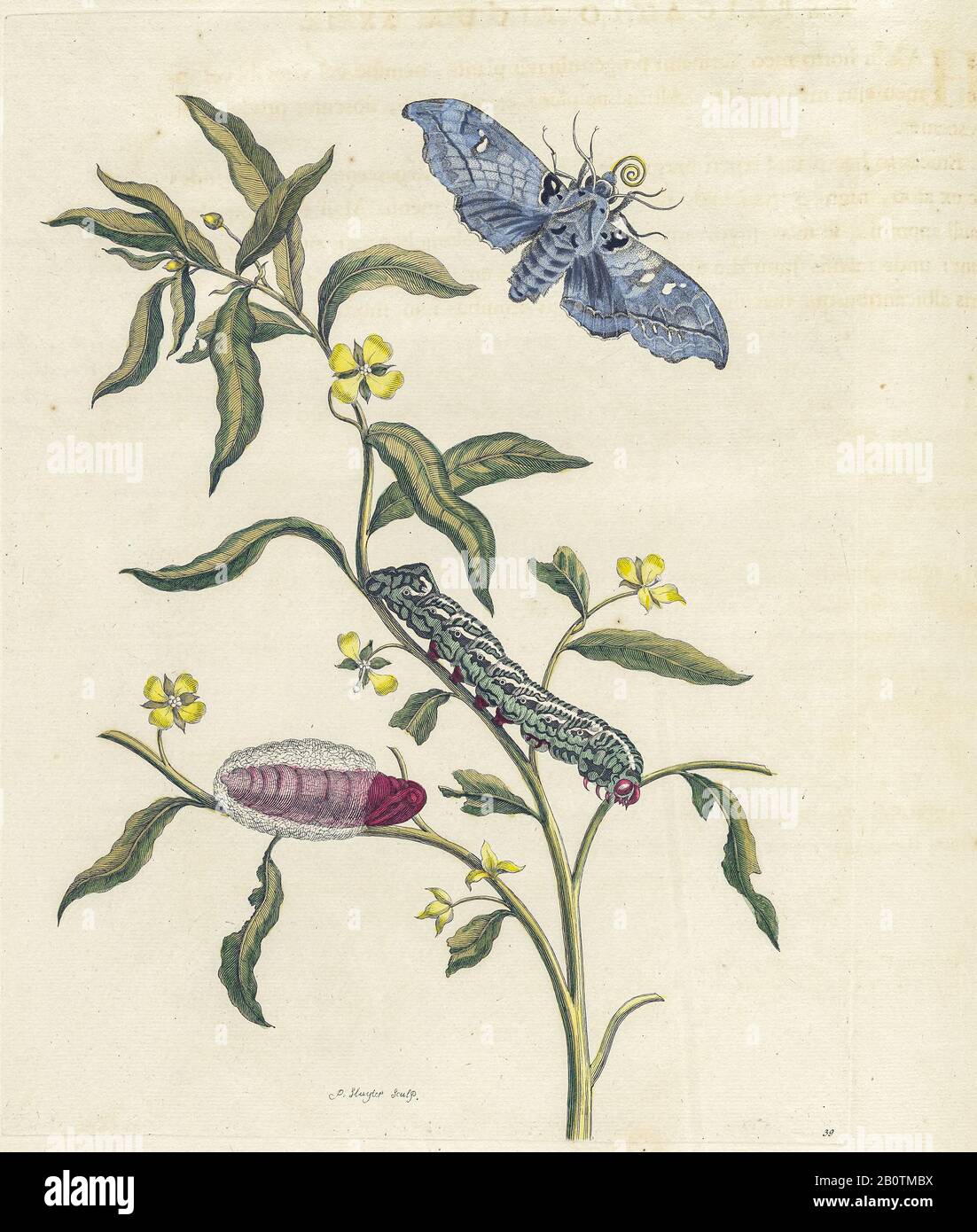 Pflanzen und Schmetterlinge aus Metamorphosis insectorum Surinamensium (Surinam-Insekten) ein handfarbenes Buch aus dem 18. Jahrhundert von Maria Sibylla Merian, das 1719 in Amsterdam veröffentlicht wurde Stockfoto