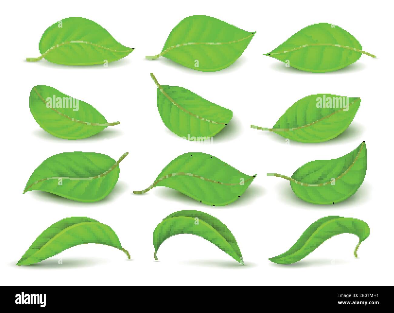 Realistische grüne Teeblätter mit Wassertropfen isoliert auf weißem Vektor-Set. Grünes Teeblatt, natürliche Frischezeichnung Stock Vektor