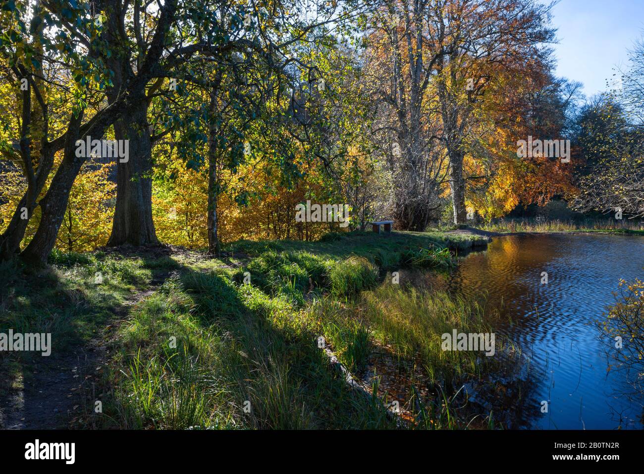 Wald rund um Penicuik Low Pond, Penicuik Estate, Midlothian, Schottland, Großbritannien Stockfoto
