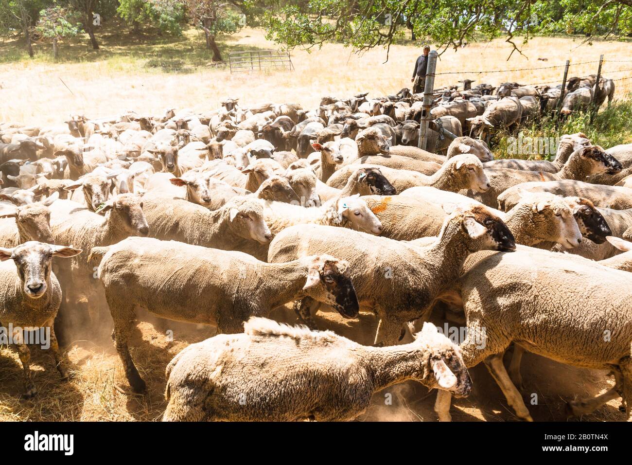 Ein hörte von Schafen, die mit Hirten zum Weiden gehen Stockfoto