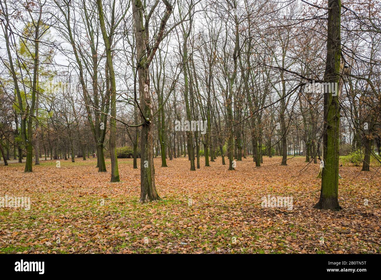 Blick auf den November im Park Marszałka Edwarda Rydza-Śmigłego, Warschau, Polen. Stockfoto