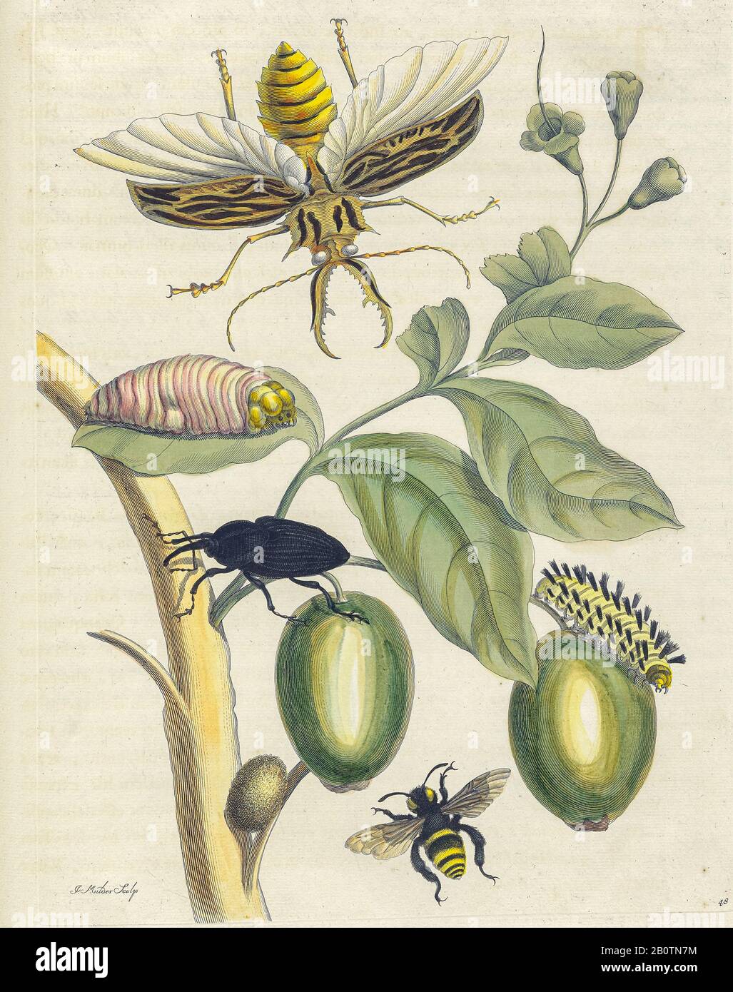 Käferpflanze und Schmetterling aus Metamorphosis insectorum Surinamensium (Surinam-Insekten) ein handfarbenes Buch aus dem 18. Jahrhundert von Maria Sibylla Merian, das 1719 in Amsterdam veröffentlicht wurde Stockfoto