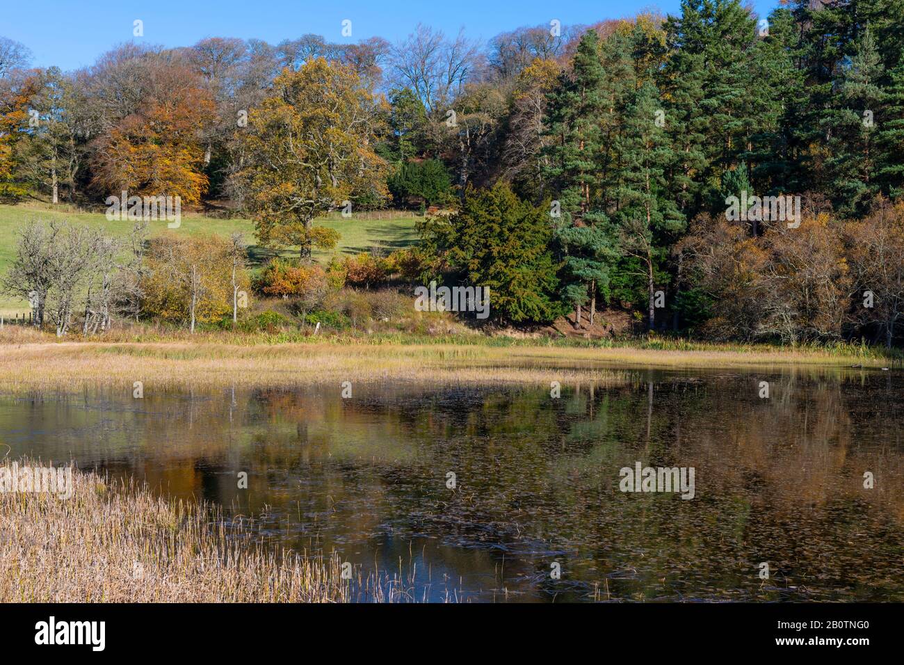 Penicuik Low Pond (auch Black Pools genannt), Penicuik Estate, Midlothian, Schottland, Großbritannien Stockfoto