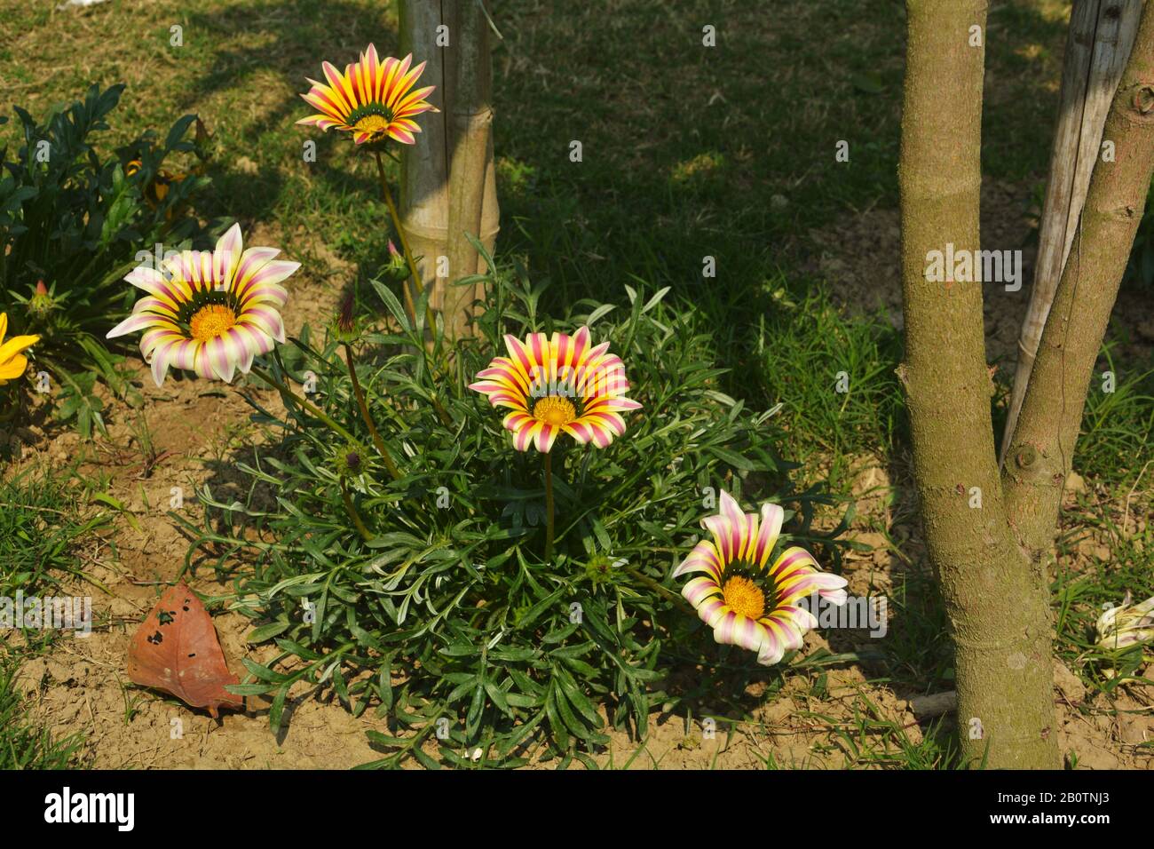 Nahaufnahme einer schönen Gartenlaube große weiße Flamme ( Schatzblume), Gazania strenge Blumen, südafrikanische Gänseblümchen, die im Garten in Indien wachsen Stockfoto