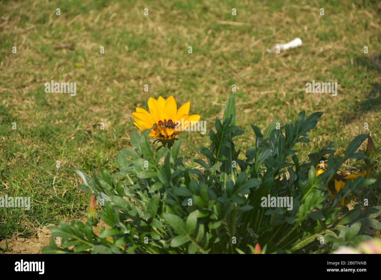 Nahaufnahme einer schönen gelben Gazanie ( Schatzblume), Gazania starrt Blumen, südafrikanische Gänseblümchen wachsen im Garten in Indien Stockfoto