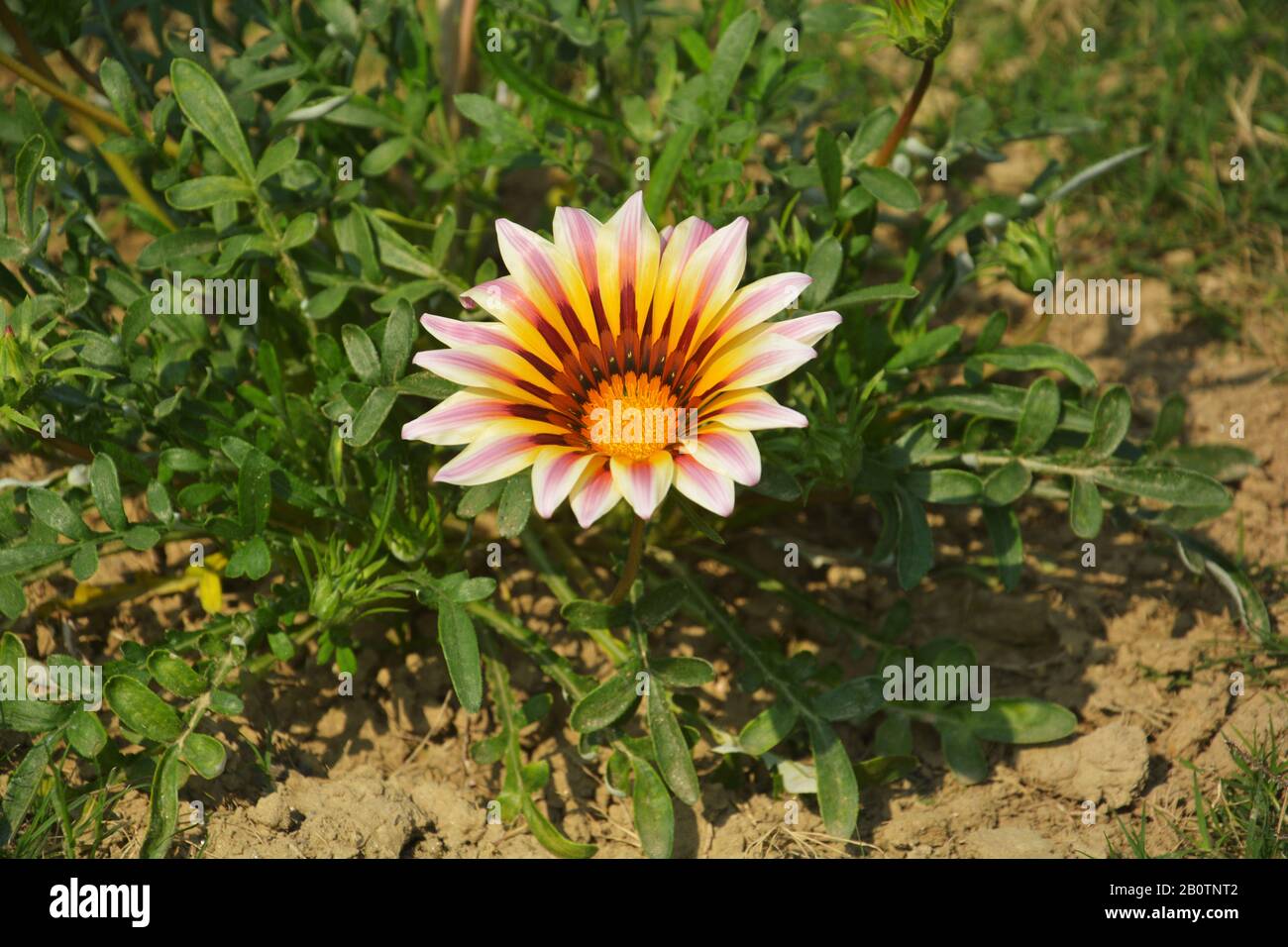 Nahaufnahme einer schönen Gartenlaube große weiße Flamme ( Schatzblume), Gazania strenge Blumen, südafrikanische Gänseblümchen, die im Garten in Indien wachsen Stockfoto