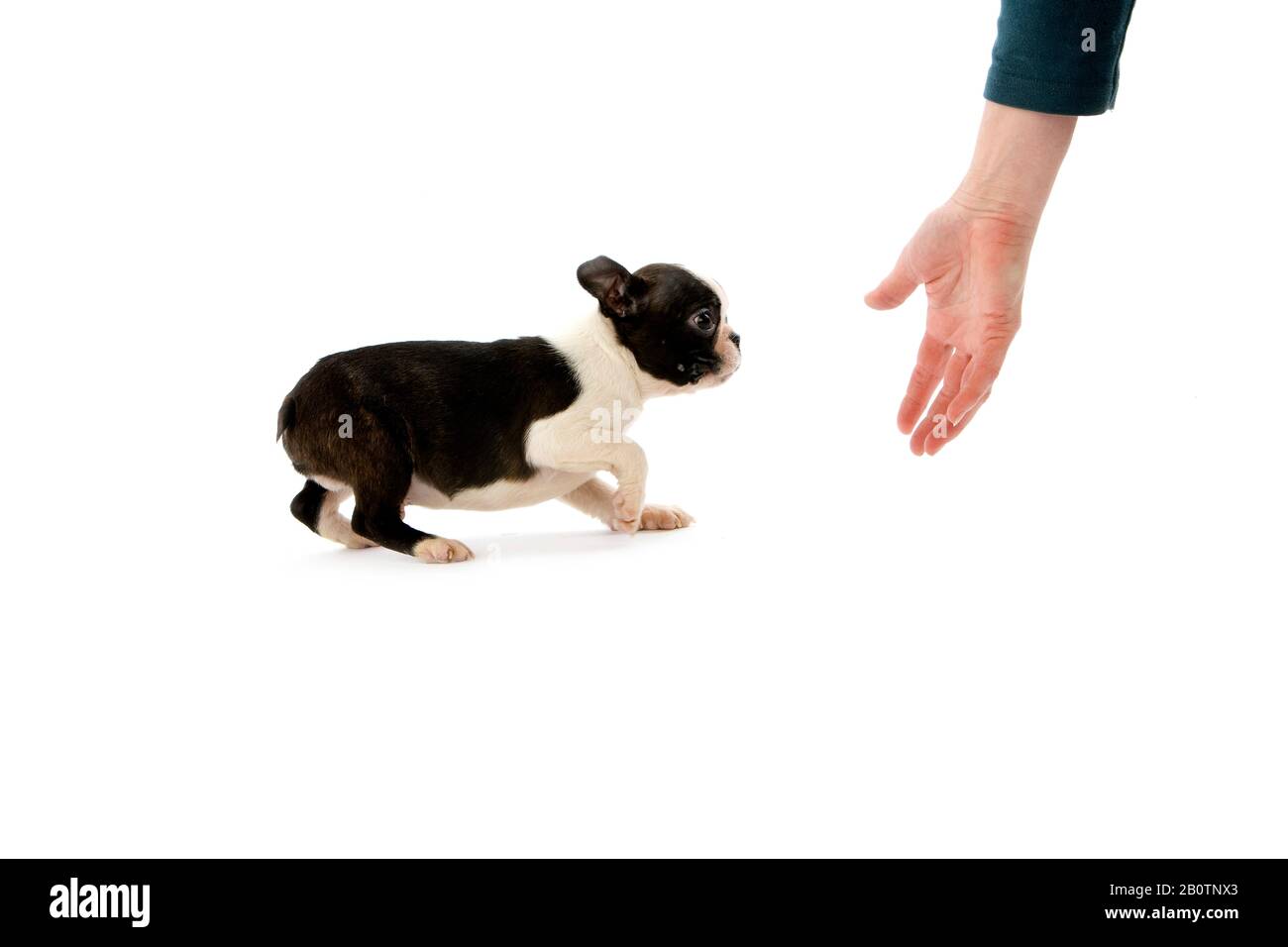 Boston Terrier Dog, Hand of Woman und Pup vor weißem Hintergrund Stockfoto