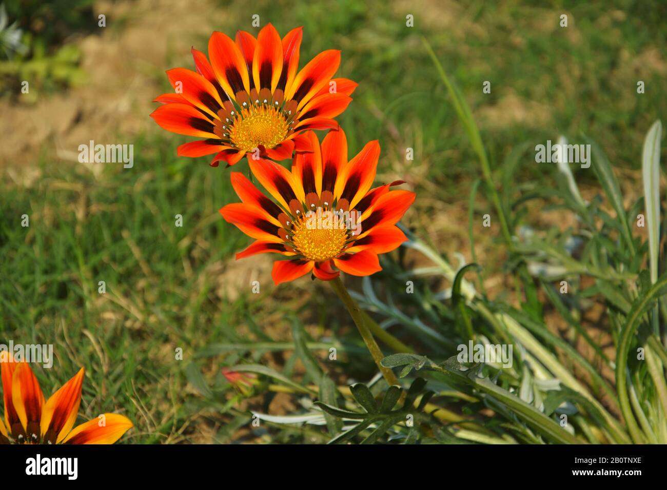 Nahaufnahme einer schönen roten Gazania, die Blumen raucht, südafrikanische Gänseblümchen, die im Garten in indien wachsen und sich selektiv fokussieren Stockfoto