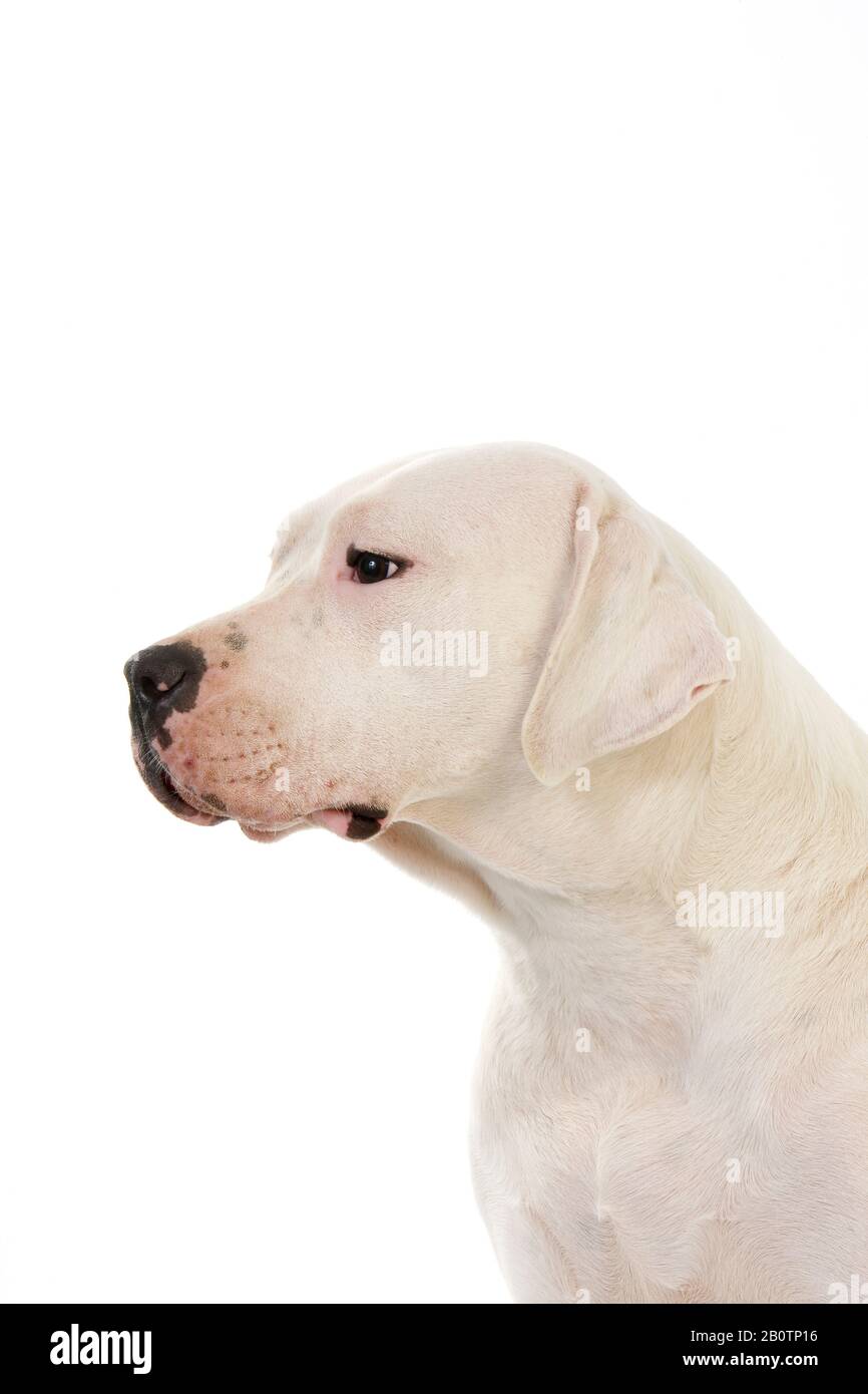 Argentinischer Mastiff Dog, Porträt vor weißem Hintergrund Stockfoto