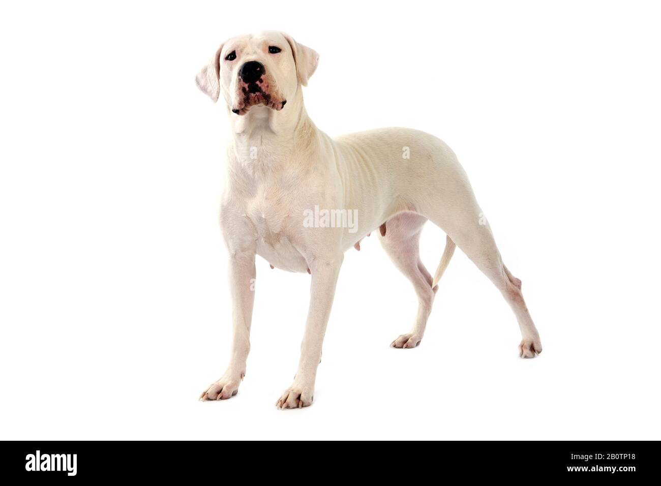 Argentinische Dogge Hund vor weißem Hintergrund Stockfoto