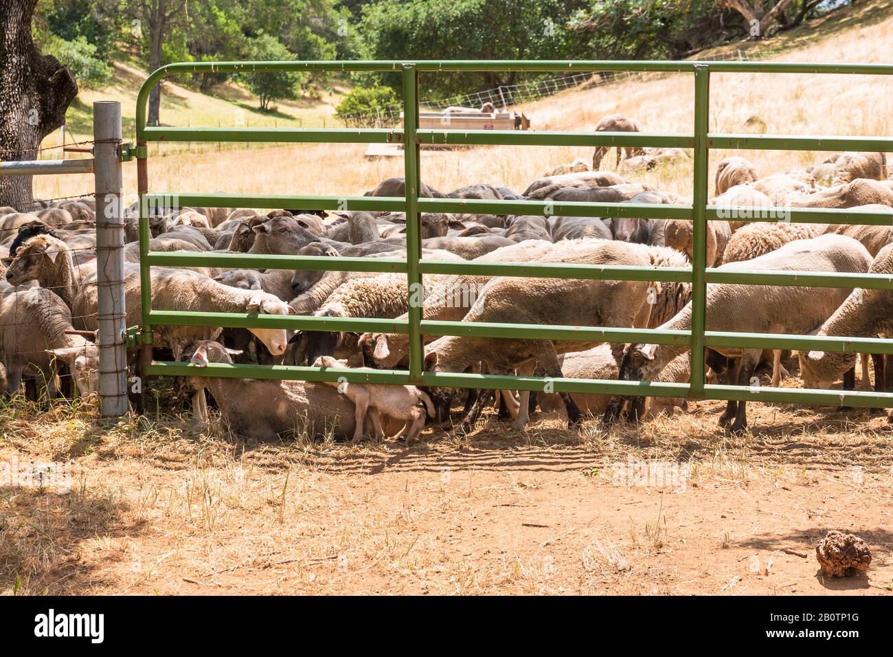 In dieser eingezäunten Wiese mit mindestens 40-50 Schafen scheint sich ein Frühlingslamm zwischen vielen Fußpaaren zu verlaufen. Stockfoto