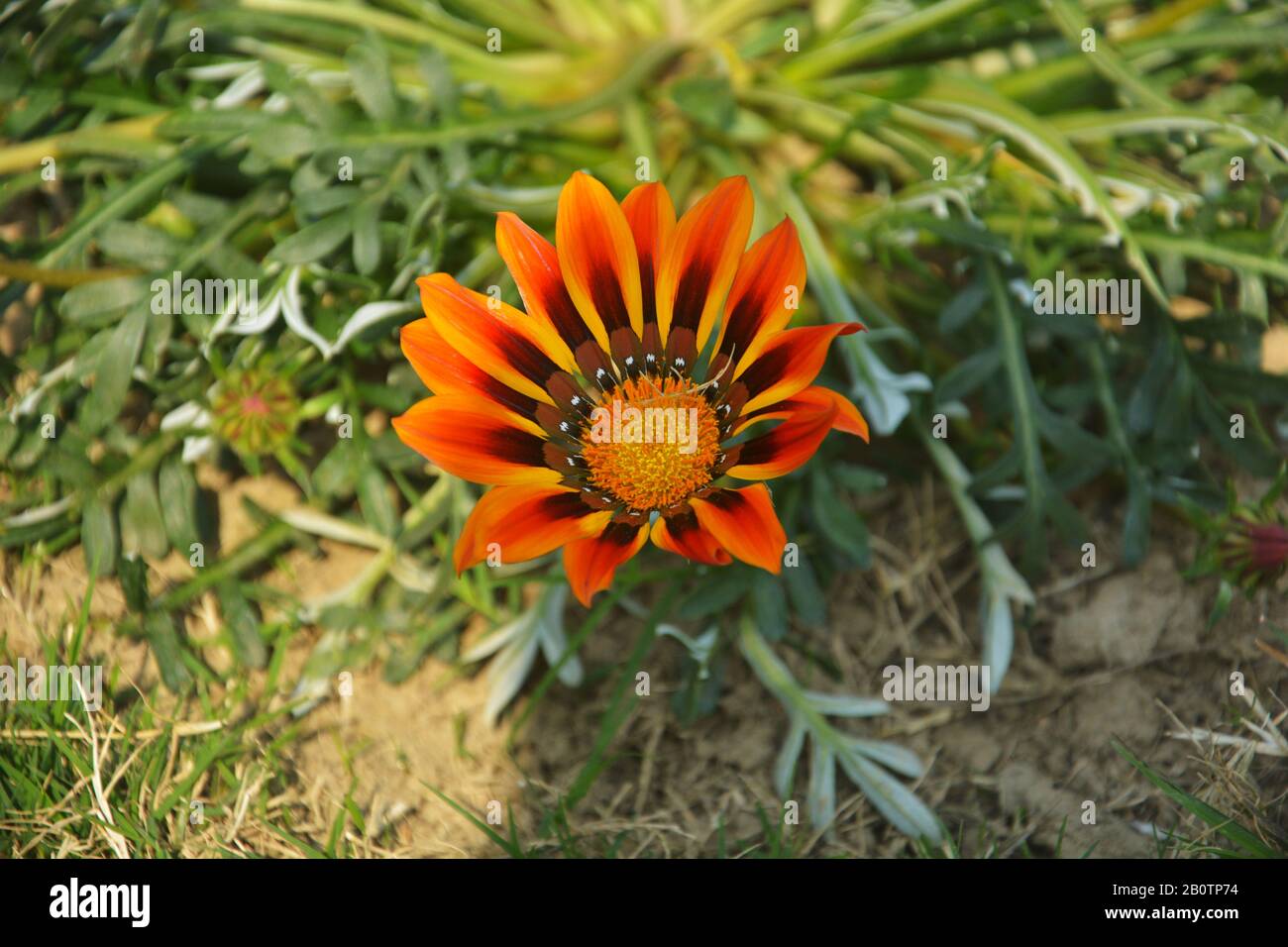 Nahaufnahme einer schönen roten Gazania, die Blumen raucht, südafrikanische Gänseblümchen, die im Garten in indien wachsen und sich selektiv fokussieren Stockfoto