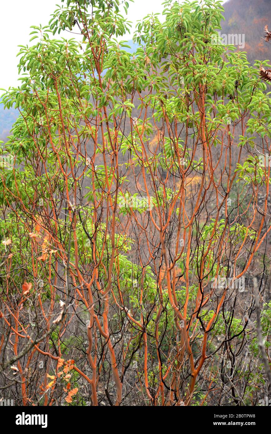 Rinde von arbutus andrachne Fotos und Bildmaterial in hoher Auflösung