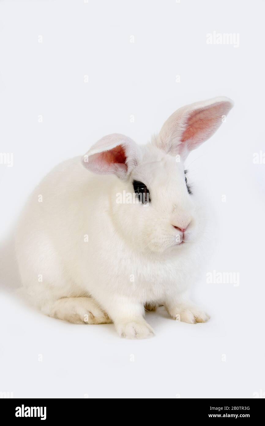 Hotot inländische Kaninchen, eine Rasse aus der Normandie Stockfoto