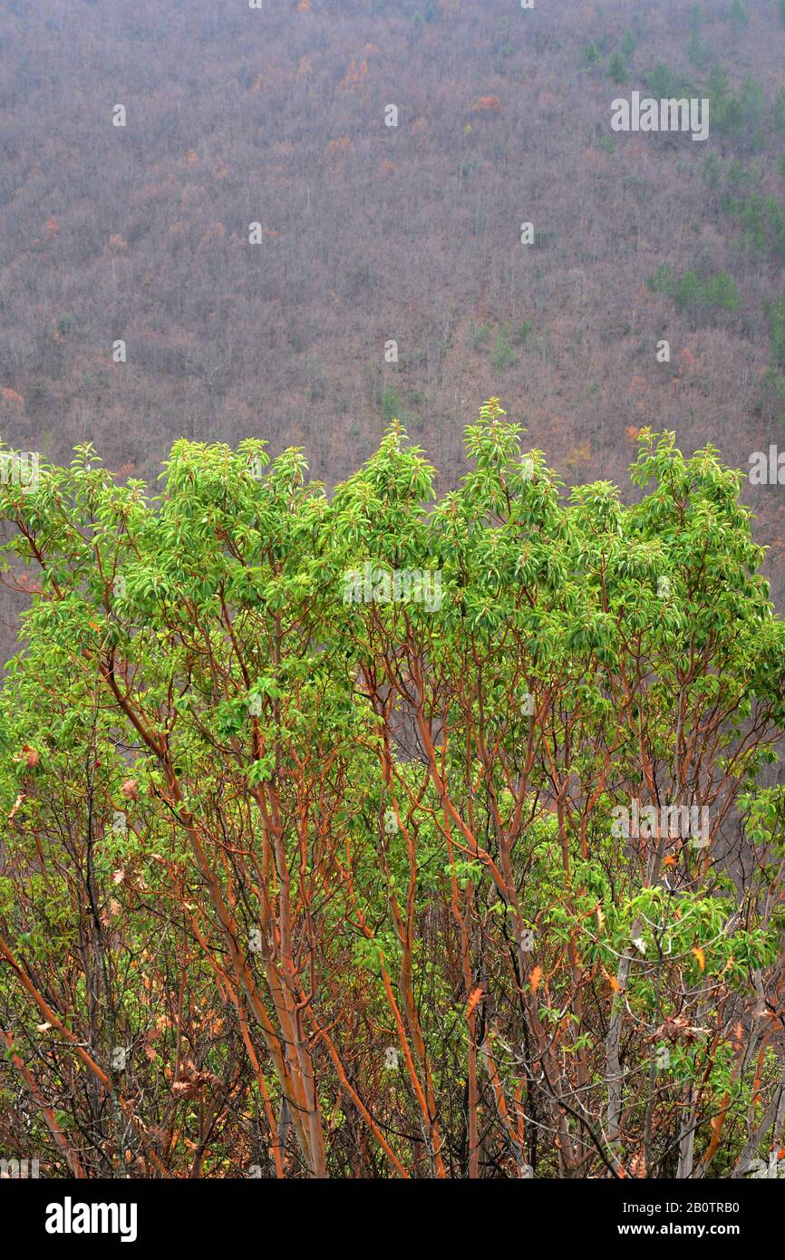 Rinde von arbutus andrachne Fotos und Bildmaterial in hoher Auflösung