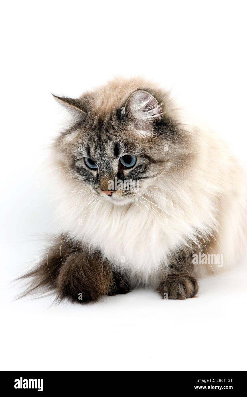 Seal Tabby Point Neva Masquerade sibirischen Hauskatze, Männlich Stockfoto