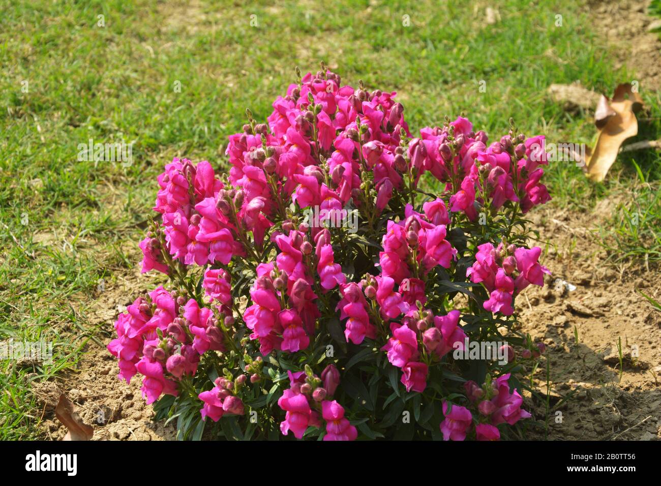 Nahaufnahme der besten jährlichen Blumen, Antirrrhinummajus, Blumen, Kommom snapdragon blühende Pflanzen, die im Garten wachsen, selektive Fokussierung Stockfoto