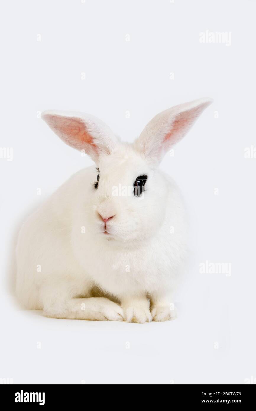 Hotot Inland Rabit vor weißem Hintergrund, Rasse aus der Normandie Stockfoto