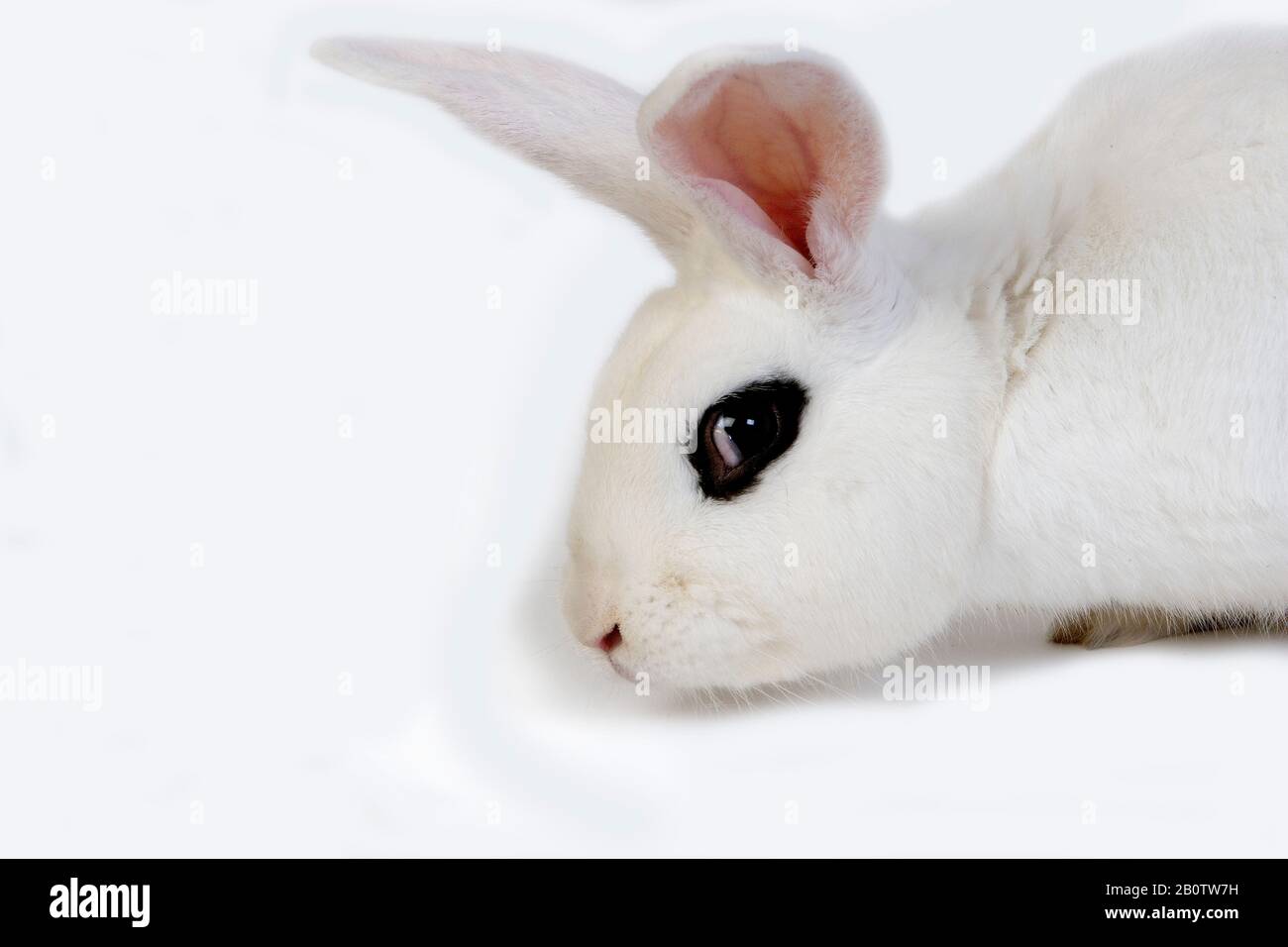 Hotot Inland Rabit vor weißem Hintergrund, Rasse aus der Normandie Stockfoto