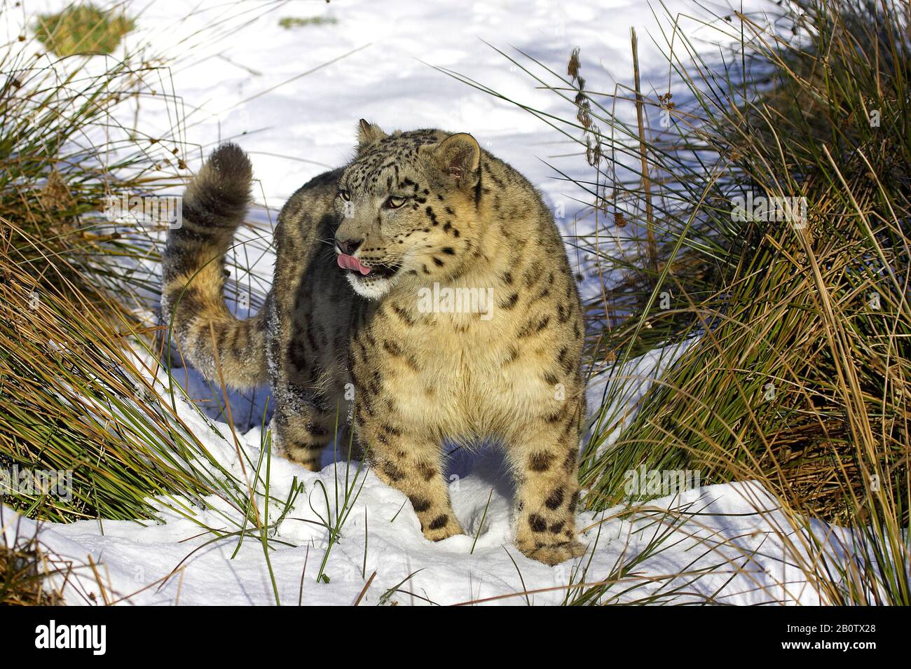 Snow Leopard oder Unze, Uncia Uncia, stehend im Schnee Stockfoto