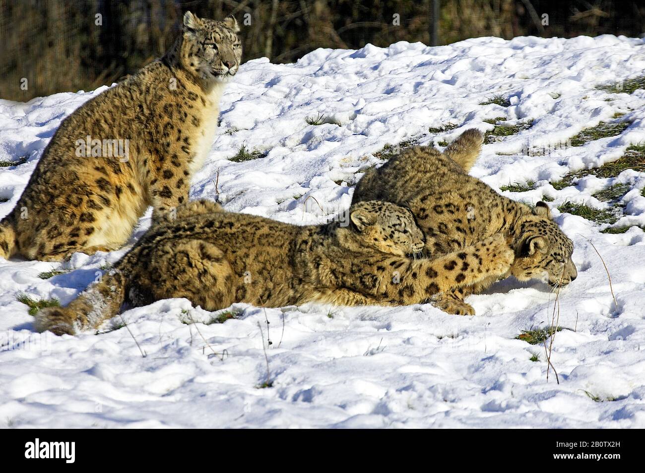 Schnee-Leopard oder Unze, Uncia Uncia, Mutter und Alte Kub stehen im Schnee Stockfoto