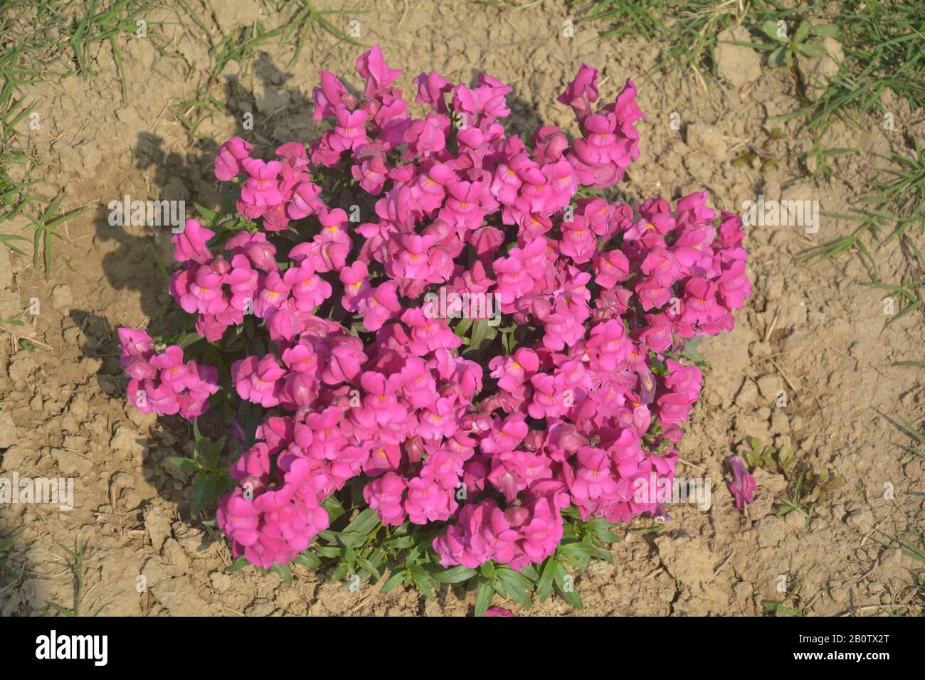 Nahaufnahme der besten jährlichen Blumen, Antirrrhinummajus, Blumen, Kommom snapdragon blühende Pflanzen, die im Garten wachsen, selektive Fokussierung Stockfoto