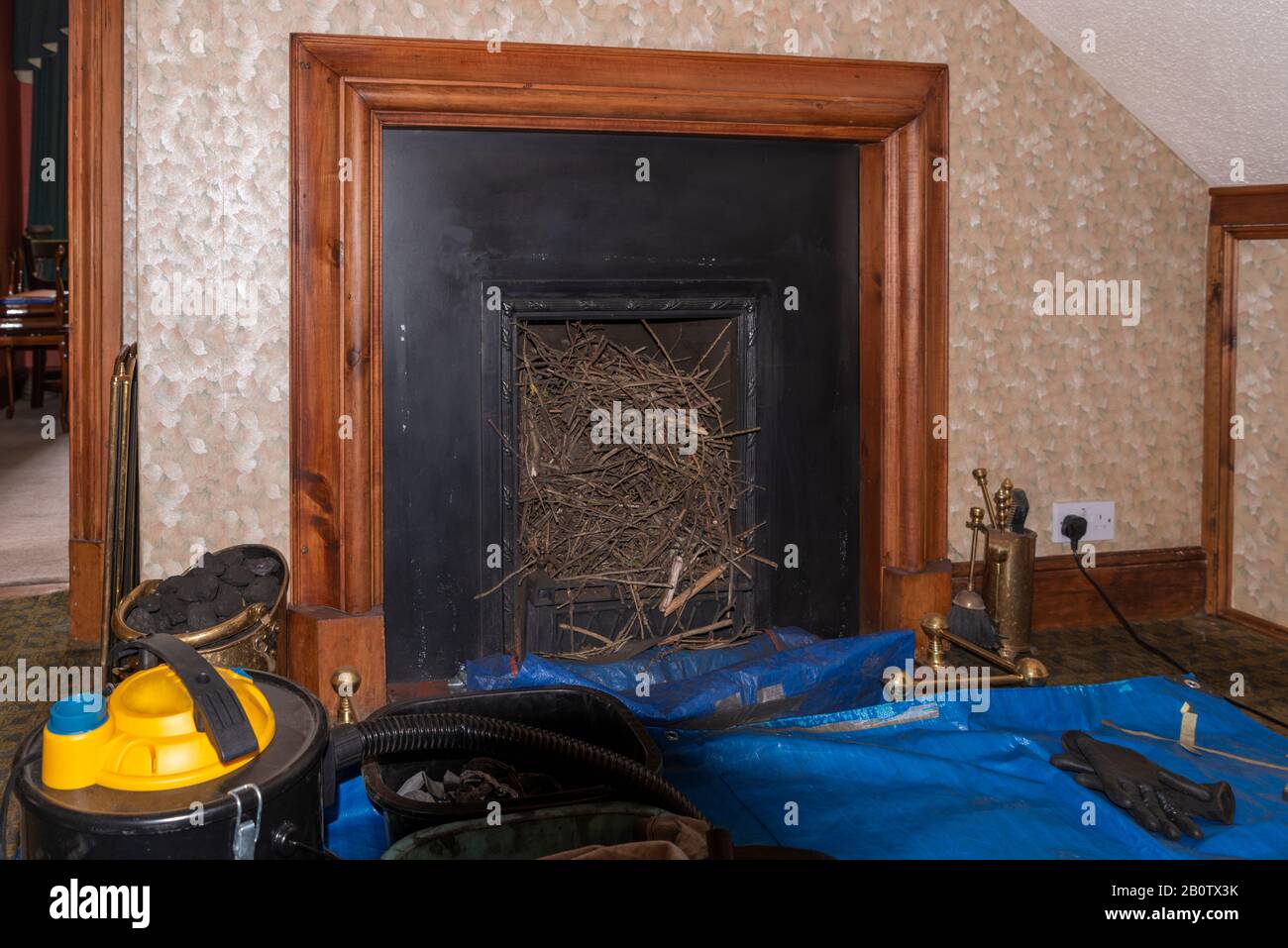 Jackdaw-Vögel nisten in einem Kamin, der durch den Schornsteinfeger entfernt wird Stockfoto