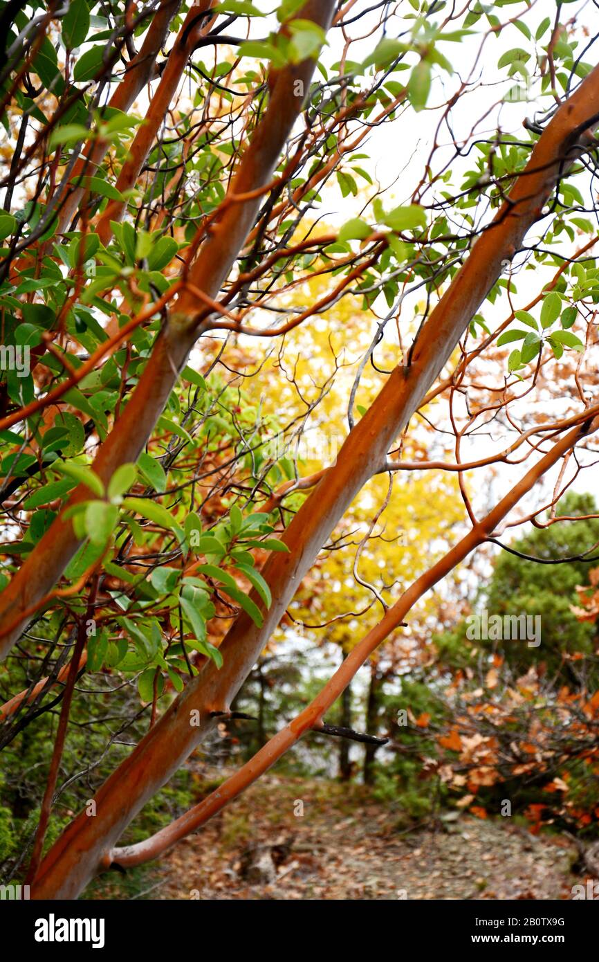 Glatter baum Fotos und Bildmaterial in hoher Auflösung Alamy